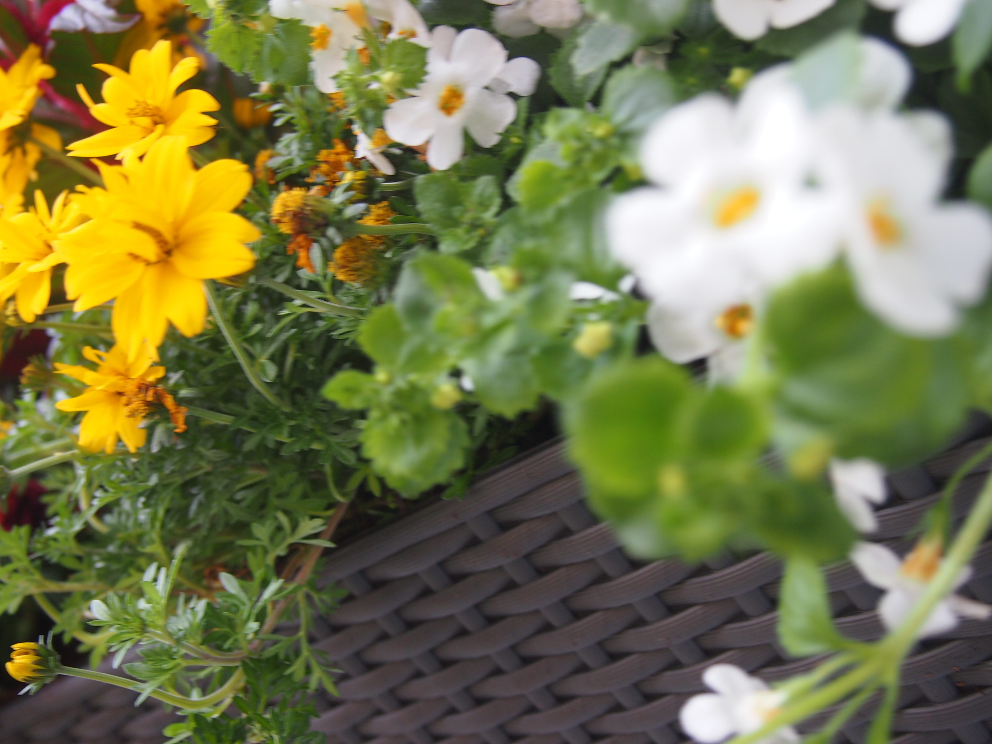 Gelbe und weiße Blumen in einem geflochtenen Pflanzgefäß